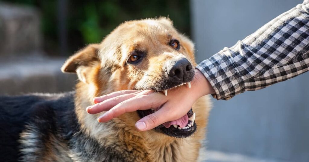 Call An Attorney Before Filing A Dog Bite Injury Claim In Atlanta