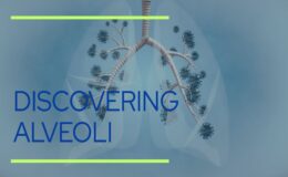 which of the following best describes what alveoli are