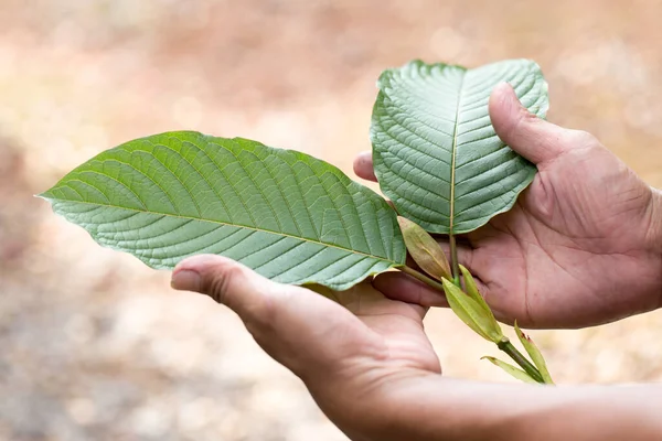 White Bali Kratom