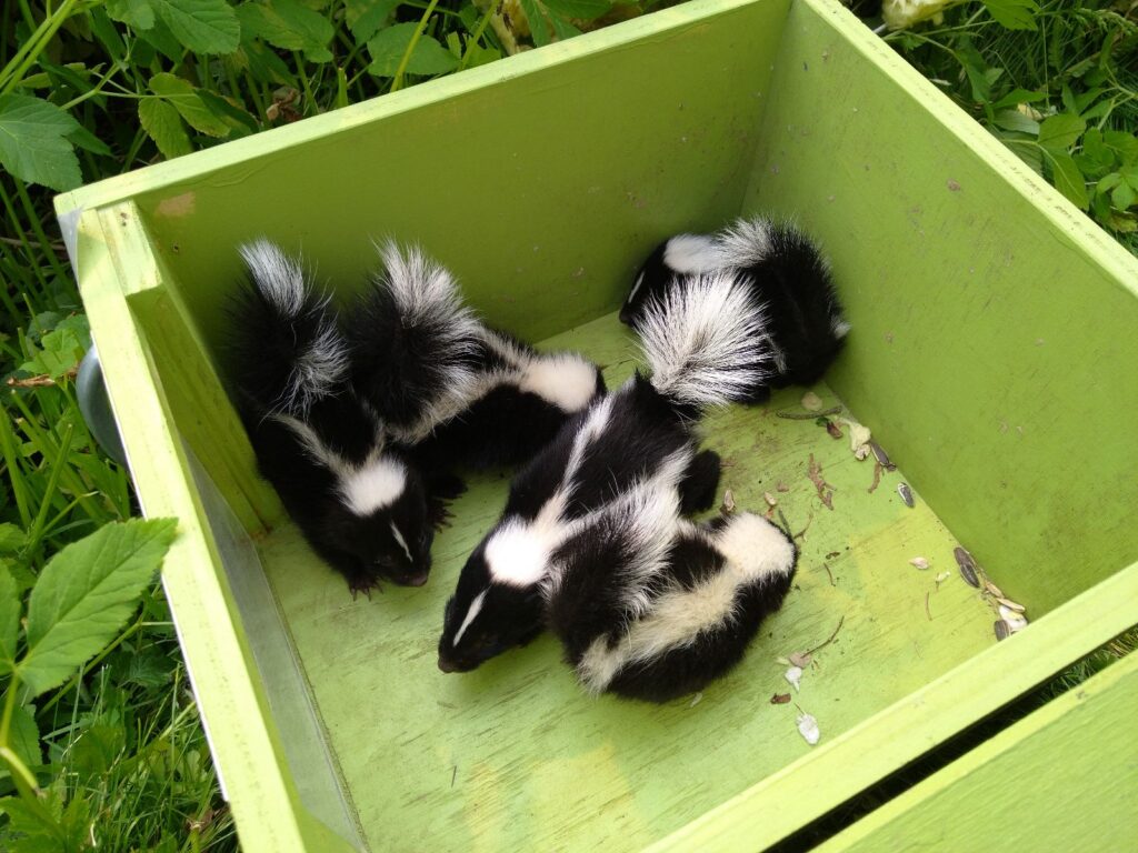 Why Skunk Removal Should Be Left to the Professionals
