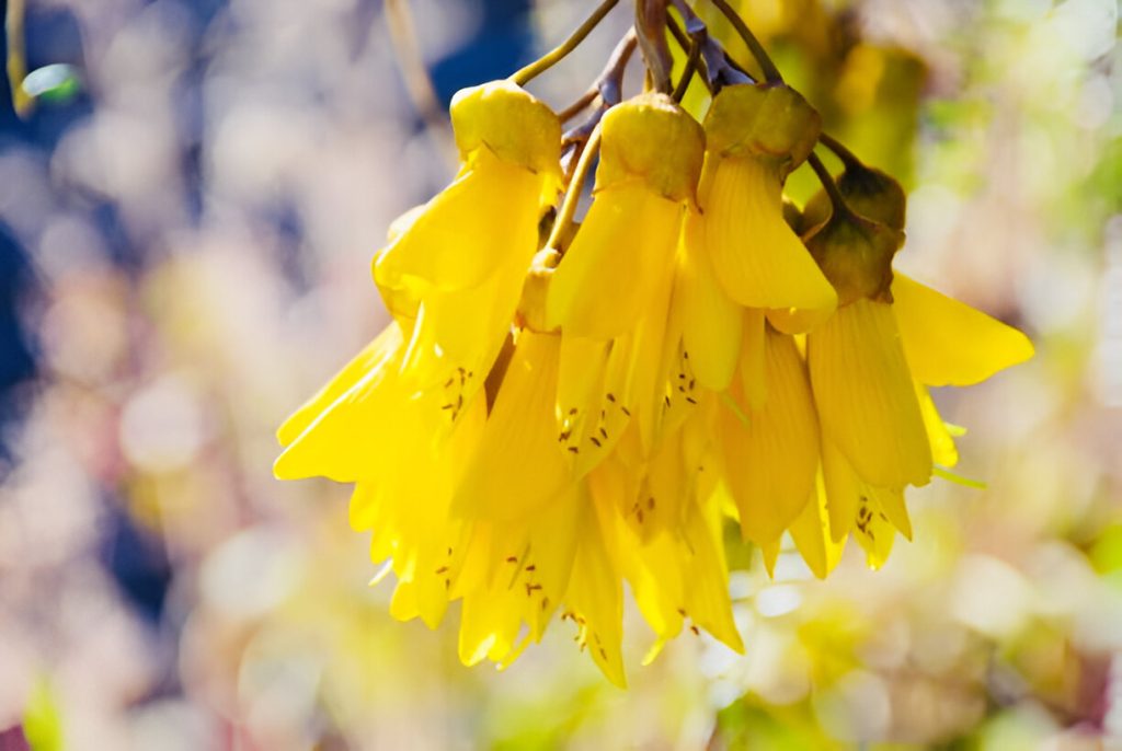 Kowhai Blooms