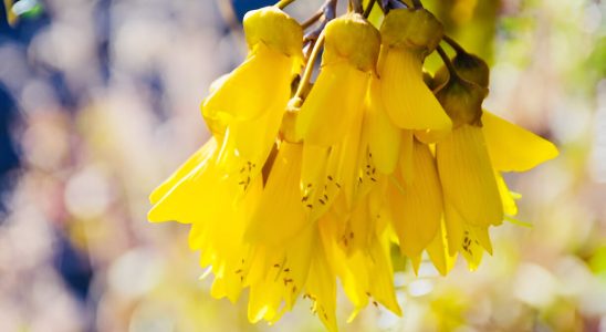 Kowhai Blooms