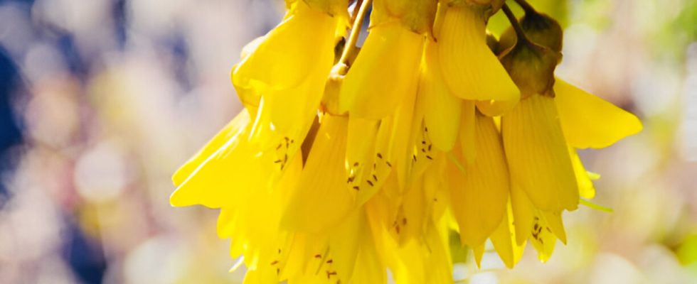 Kowhai Blooms