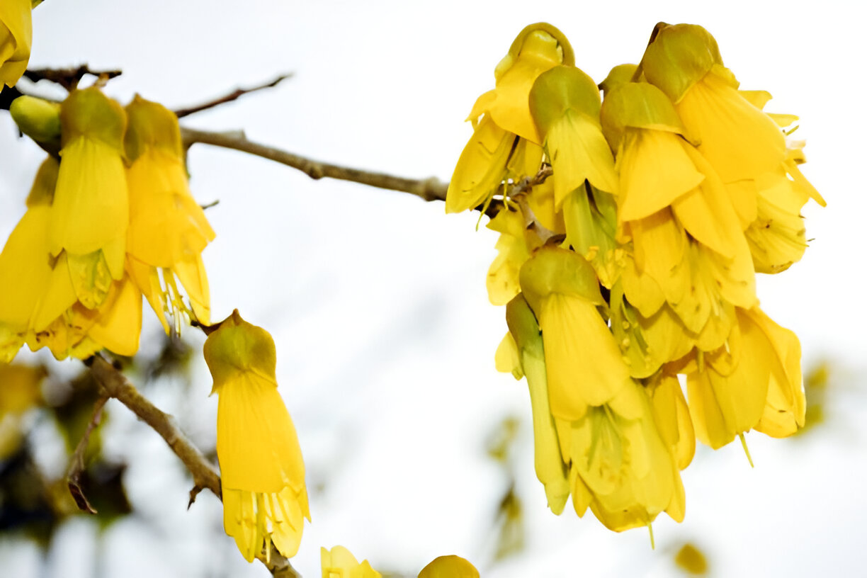 Kowhai Blooms