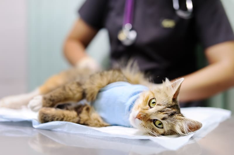 Surgical Procedures Commonly Performed At Animal Hospitals